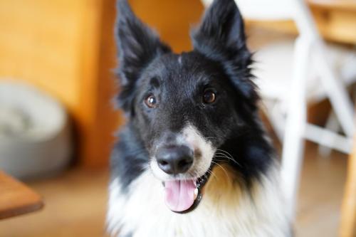 Pablo Traces By Gilles Dalbis