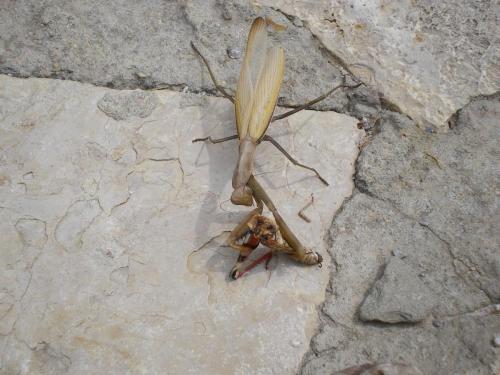 Traces By Gilles Dalbis