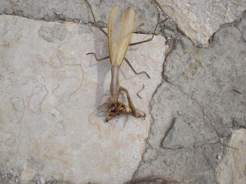 Traces By Gilles Dalbis