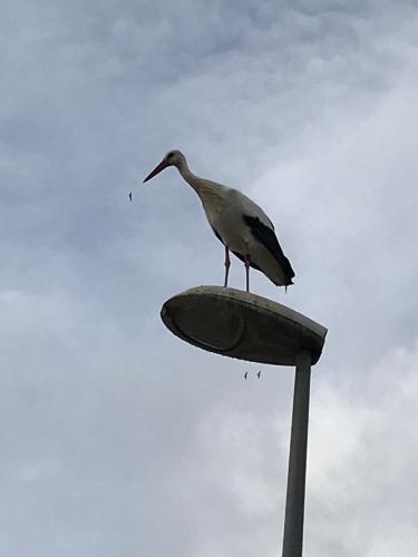 Traces by Gilles Dalbis