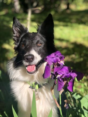 Pablo Traces By Gilles Dalbis