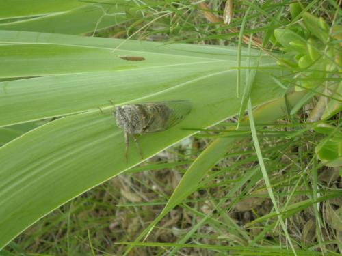 Traces By Gilles Dalbis