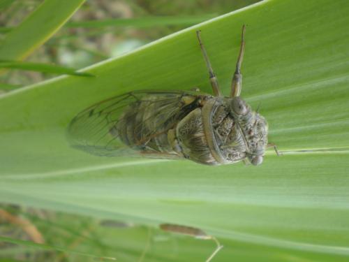 Traces By Gilles Dalbis