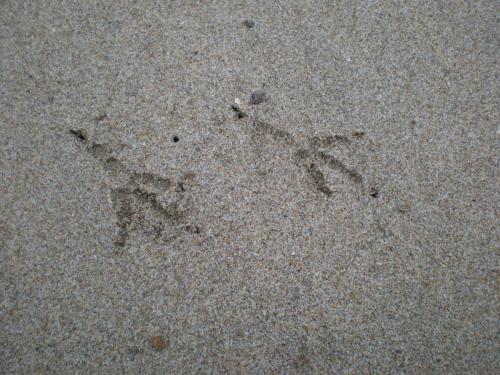 Traces by Gilles Dalbis