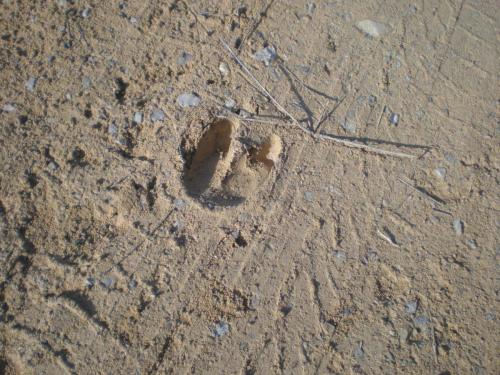 Traces By Gilles Dalbis