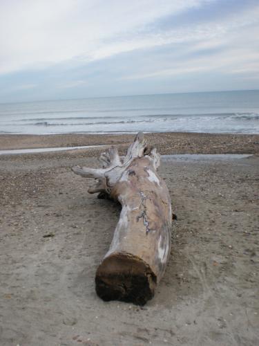 Traces by Gilles Dalbis