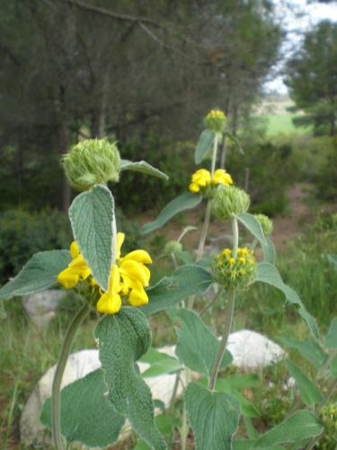 Traces by Gilles Dalbis