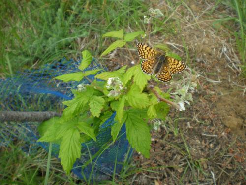 Traces By Gilles Dalbis