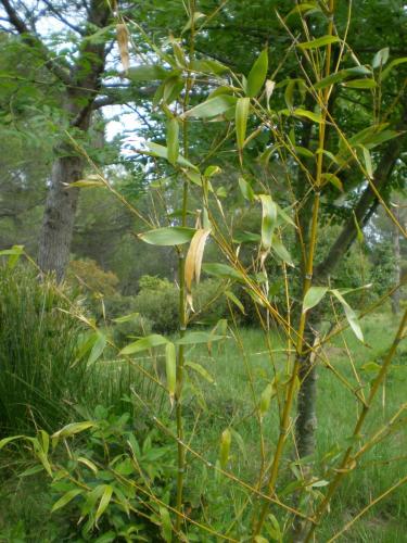 Traces by Gilles Dalbis