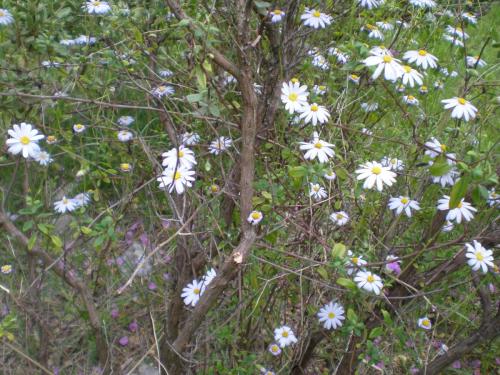 Traces by Gilles Dalbis