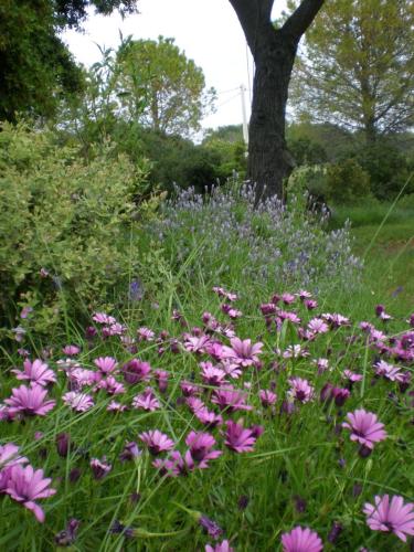 Traces by Gilles Dalbis