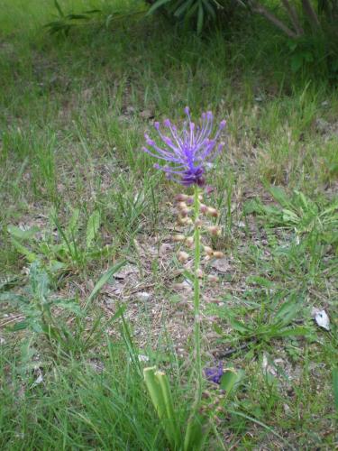 Traces by Gilles Dalbis