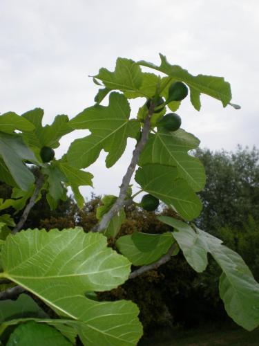 Traces by Gilles Dalbis