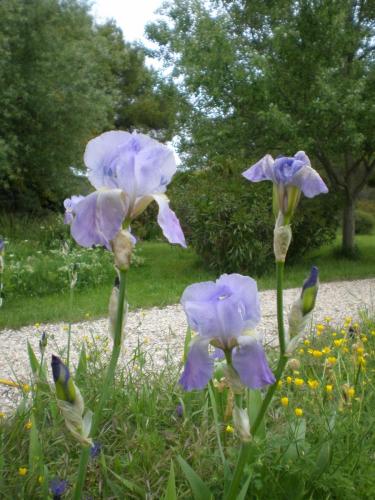 Traces by Gilles Dalbis