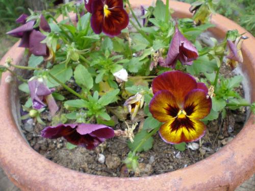 Traces by Gilles Dalbis