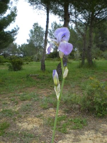 Traces by Gilles Dalbis
