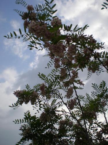 Traces by Gilles Dalbis