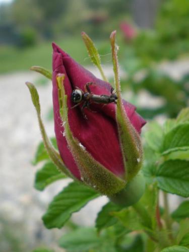 Traces by Gilles Dalbis