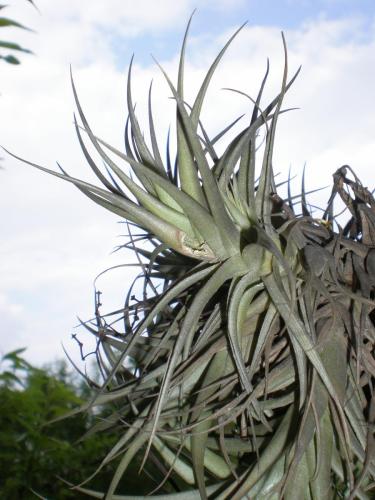 Traces by Gilles Dalbis