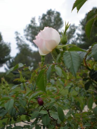 Traces by Gilles Dalbis