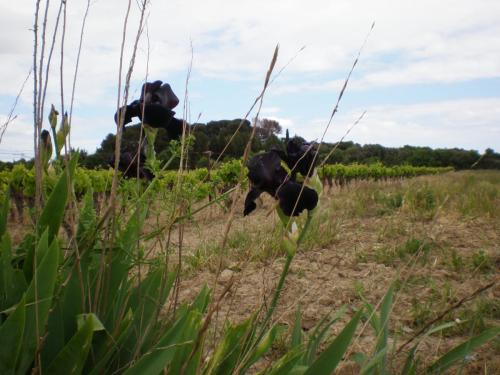 Traces by Gilles Dalbis