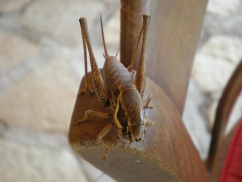 Traces By Gilles Dalbis