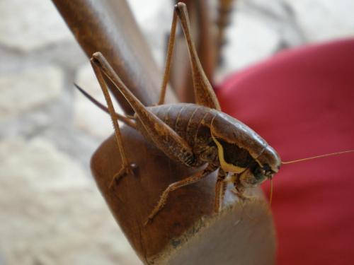 Traces By Gilles Dalbis