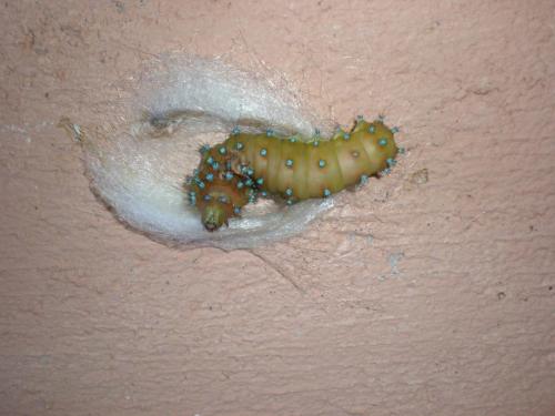 Traces By Gilles Dalbis