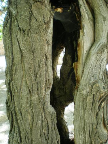 Traces by Gilles Dalbis