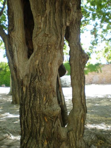 Traces by Gilles Dalbis