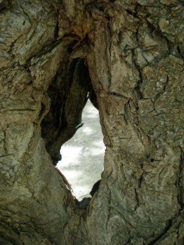 Traces by Gilles Dalbis