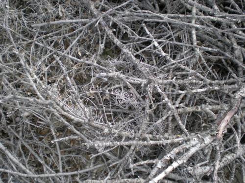 Traces by Gilles Dalbis