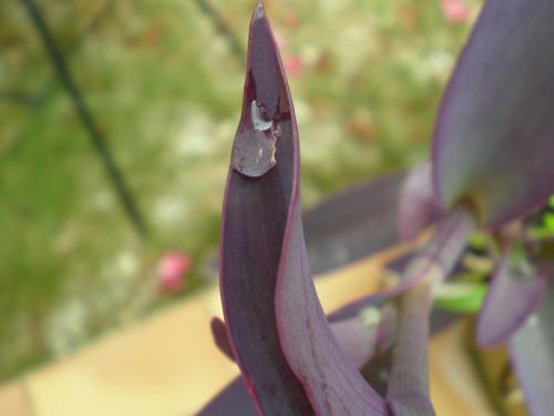 Traces by Gilles Dalbis