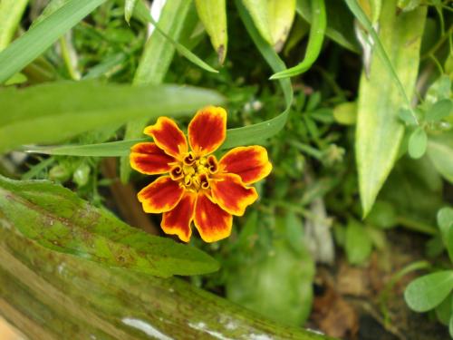 Traces by Gilles Dalbis