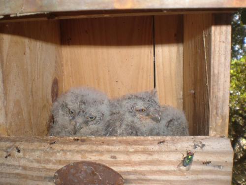 Traces By Gilles Dalbis