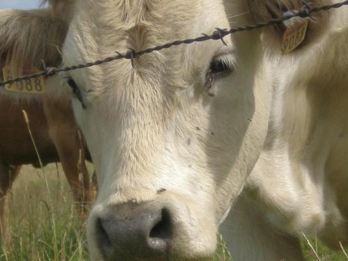 Traces by Gilles Dalbis