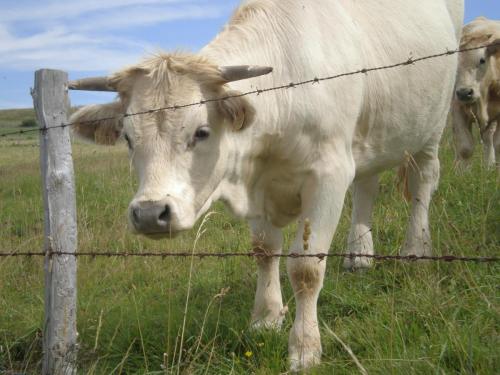 Traces by Gilles Dalbis