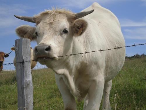 Traces by Gilles Dalbis