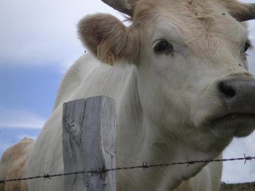 Traces by Gilles Dalbis