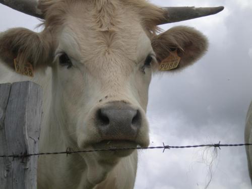 Traces by Gilles Dalbis