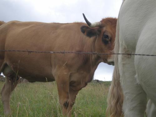 Traces by Gilles Dalbis