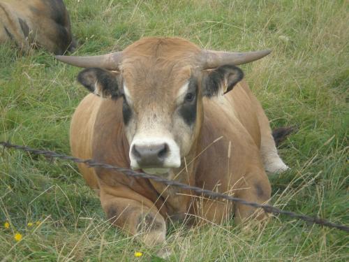 Traces by Gilles Dalbis