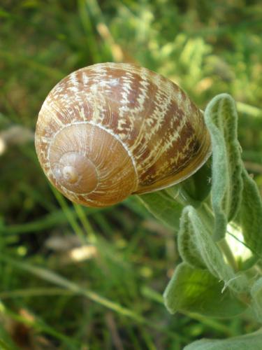 Traces By Gilles Dalbis