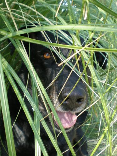 Smart my Dog - Traces By Gilles Dalbis