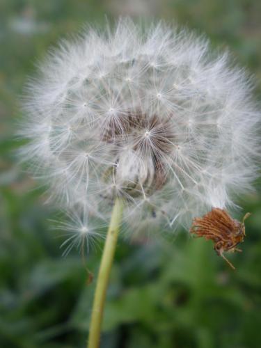 Traces by Gilles Dalbis