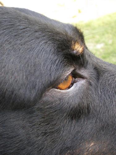 Traces By Gilles Dalbis