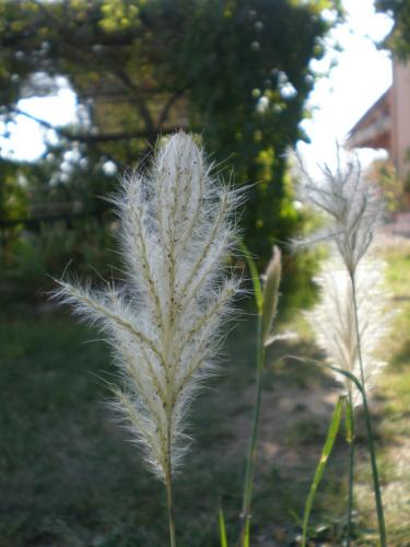 Traces by Gilles Dalbis