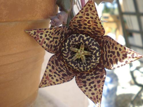 Traces by Gilles Dalbis