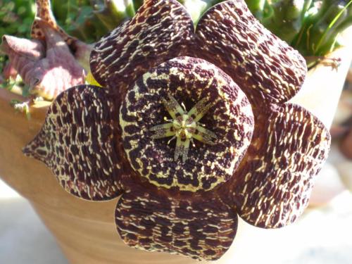 Traces by Gilles Dalbis