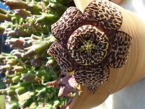 Traces by Gilles Dalbis